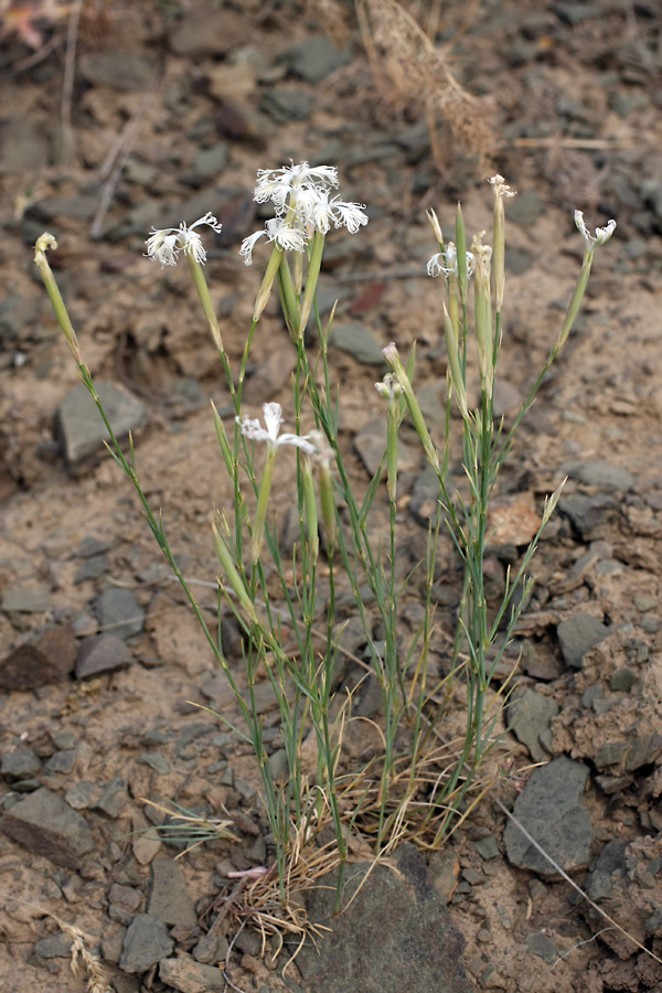 Изображение особи Dianthus tetralepis.