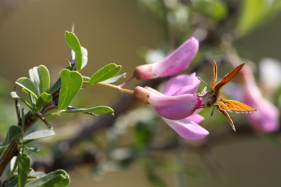 Изображение особи Halimodendron halodendron.