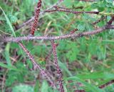 Rosa spinosissima