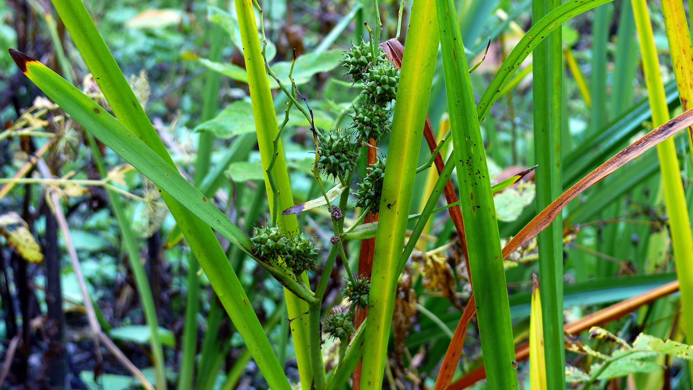 Image of Sparganium erectum specimen.