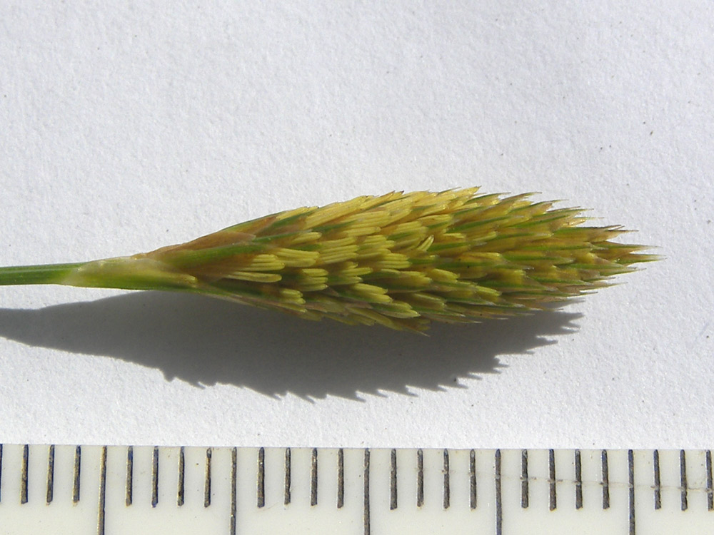 Image of Carex michelii specimen.