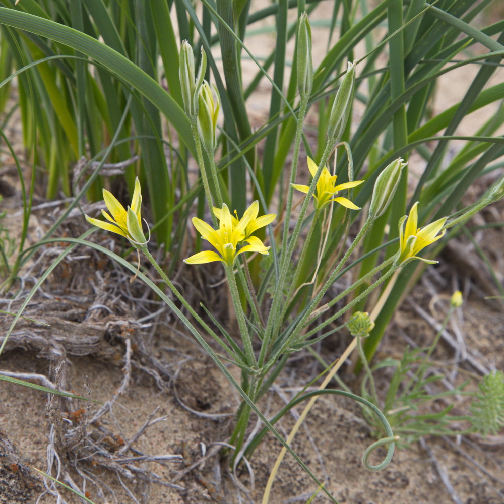 Изображение особи Gagea reticulata.