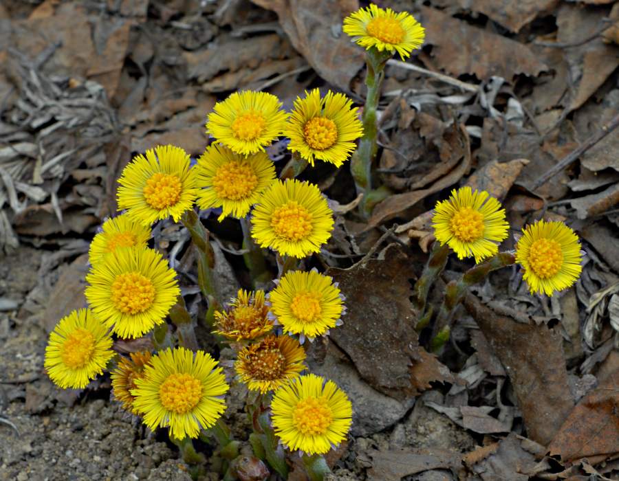 Image of Tussilago farfara specimen.