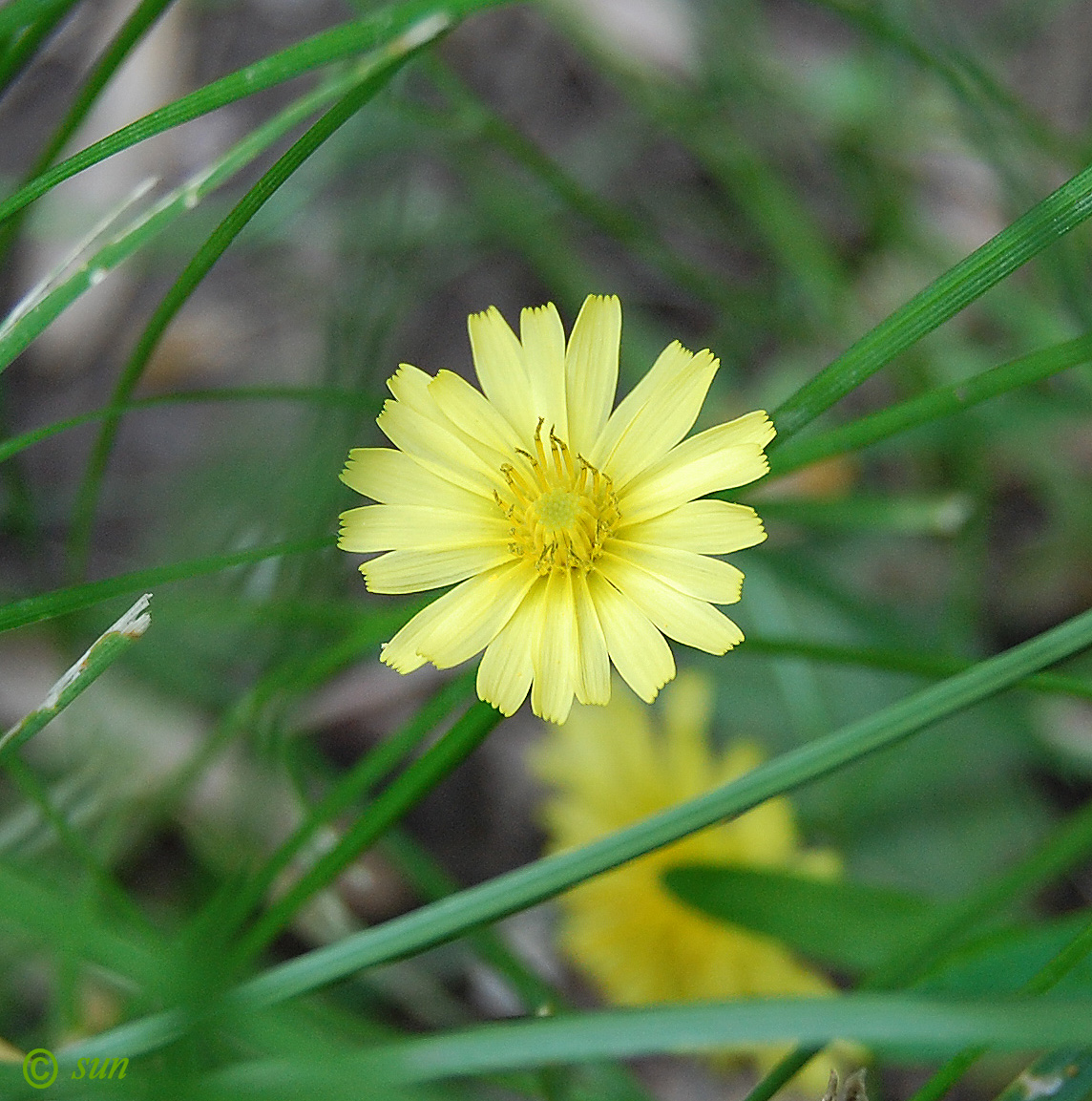 Image of Lagoseris sancta specimen.