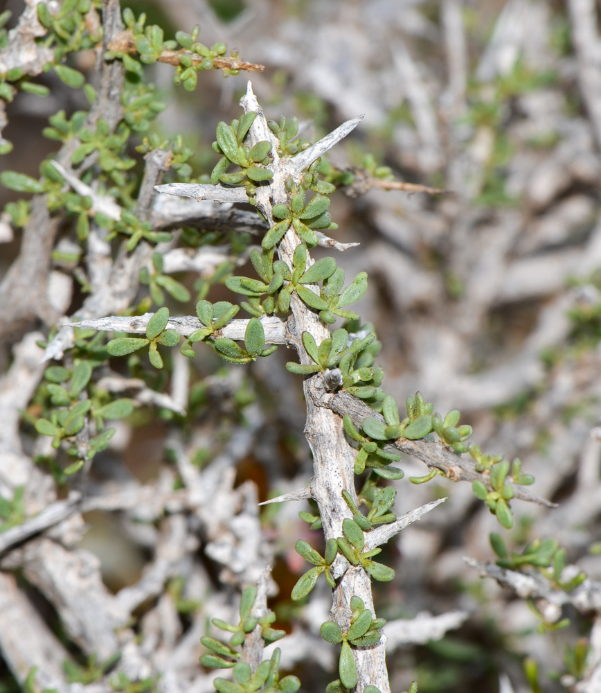 Image of Lycium intricatum specimen.