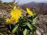 род Sonchus. Цветущее растение. Приморье, окр. г. Находка, гора Сестра, у тропы на вершину горы. 14.10.2014.