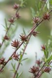 Salix rosmarinifolia