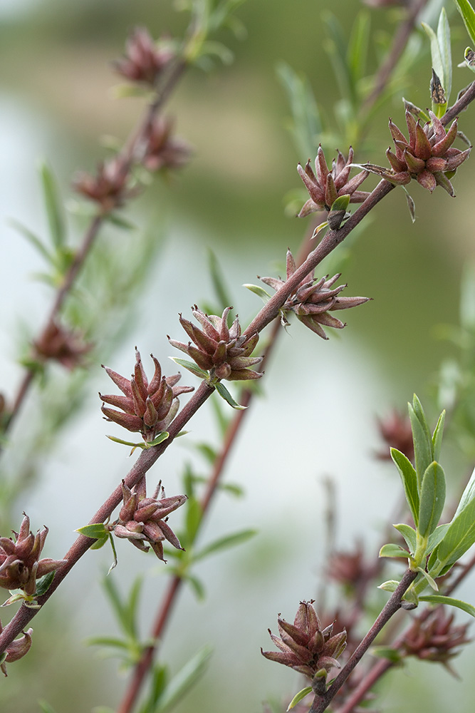 Image of Salix rosmarinifolia specimen.