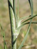 Image of taxon representative. Author is Татьяна Сова
