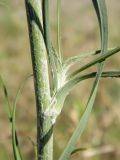 Tragopogon ucrainicus