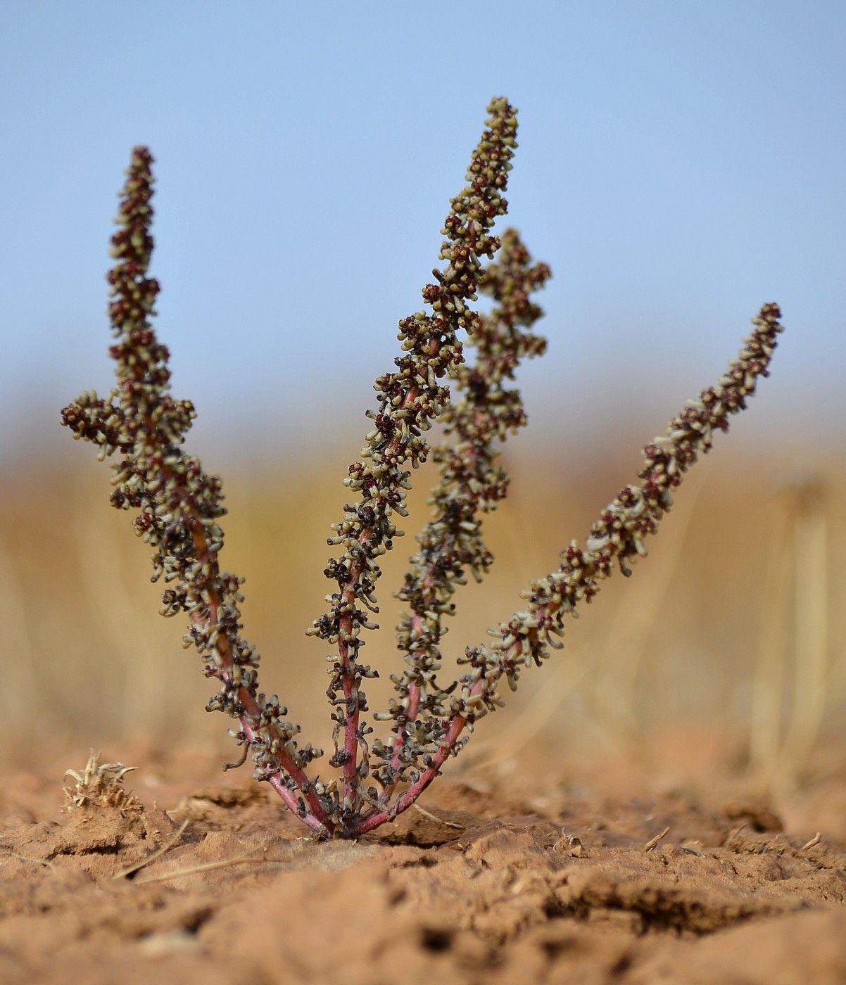 Image of Salsola foliosa specimen.