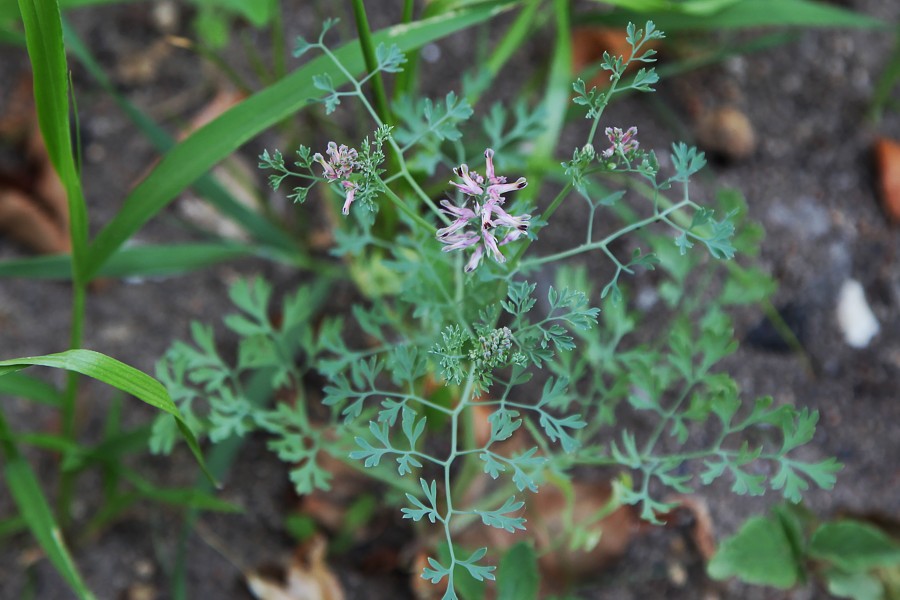 Image of Fumaria officinalis specimen.