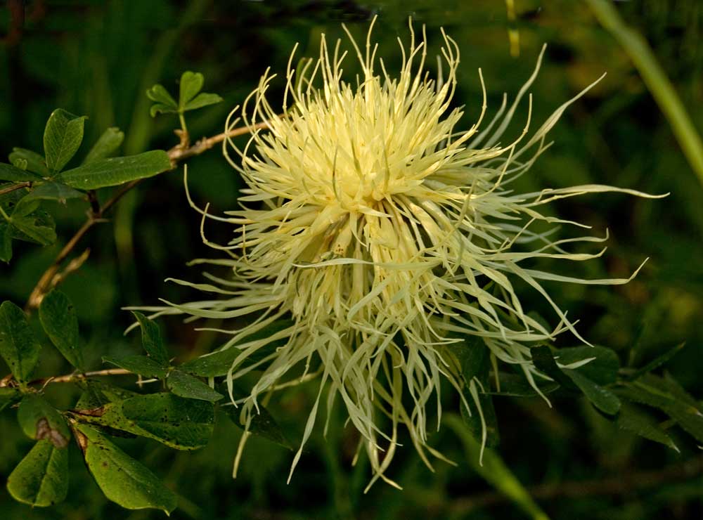 Image of Rhaponticoides ruthenica specimen.