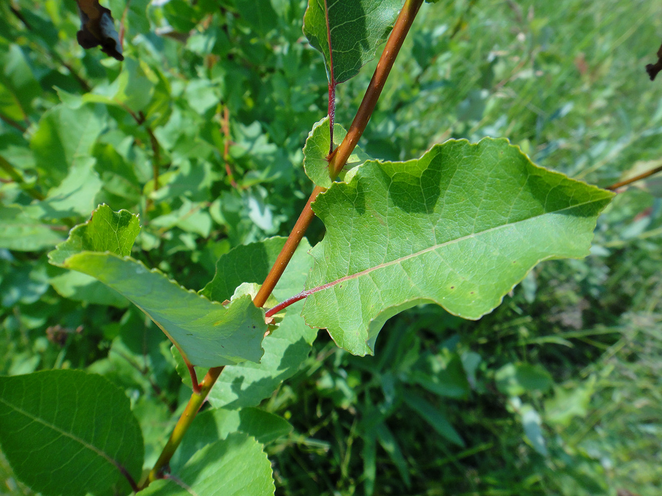 Изображение особи Salix pyrolifolia.