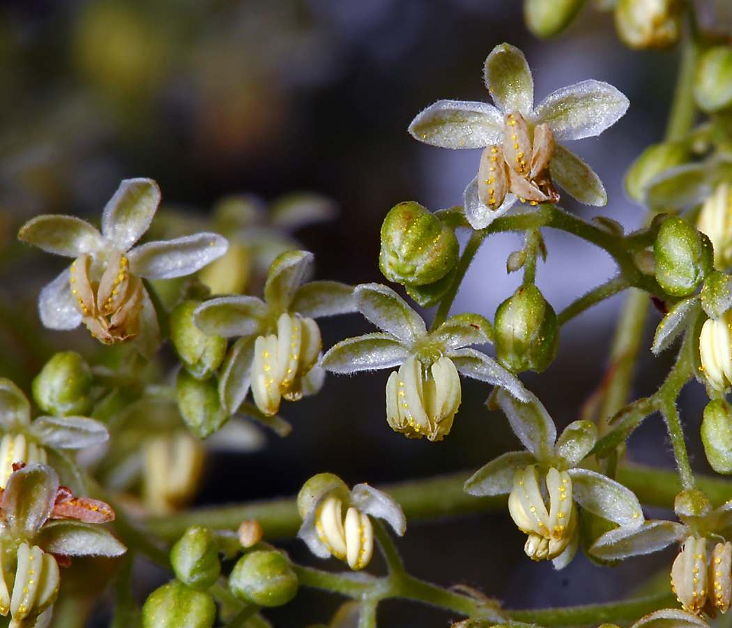 Изображение особи Humulus lupulus.