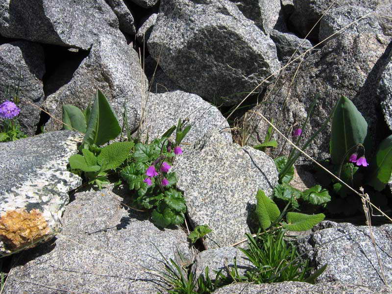 Image of Cortusa brotheri specimen.