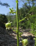 Verbascum blattaria. Часть побега с незрелыми плодами. Краснодарский край, м/о г. Геленджик, щель Капустная, каменистое русло временно пересохшего ручья. 16.07.2016.