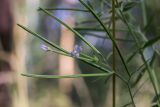 Epilobium adenocaulon