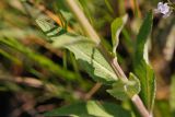 Verbascum lychnitis