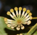 Stenocarpus sinuatus