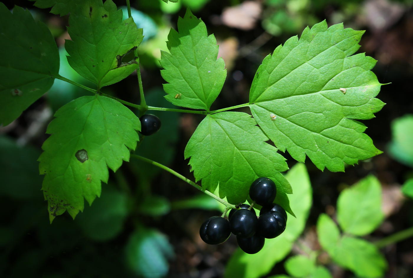 Image of Actaea spicata specimen.