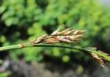 Carex paniculata