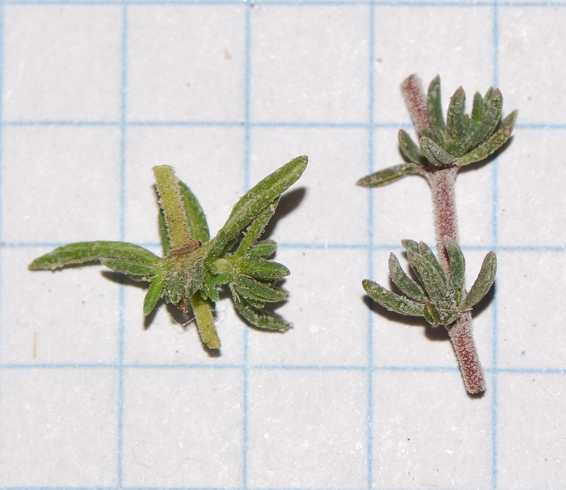 Image of Frankenia capitata specimen.