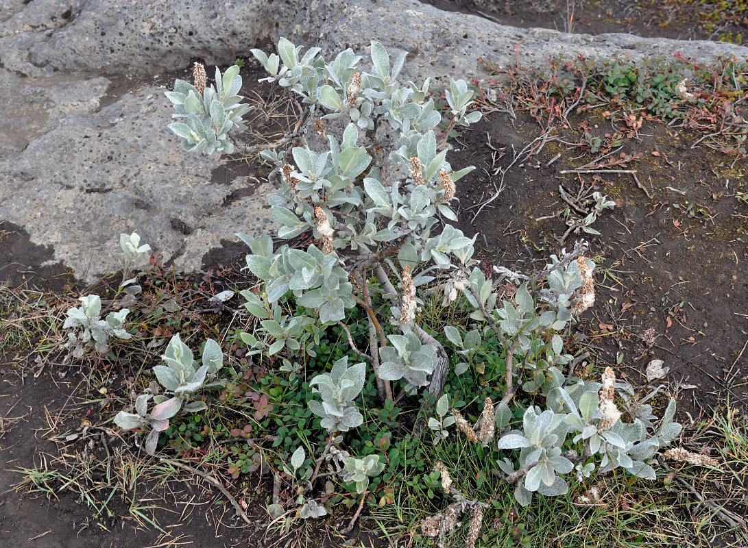 Image of Salix lanata specimen.