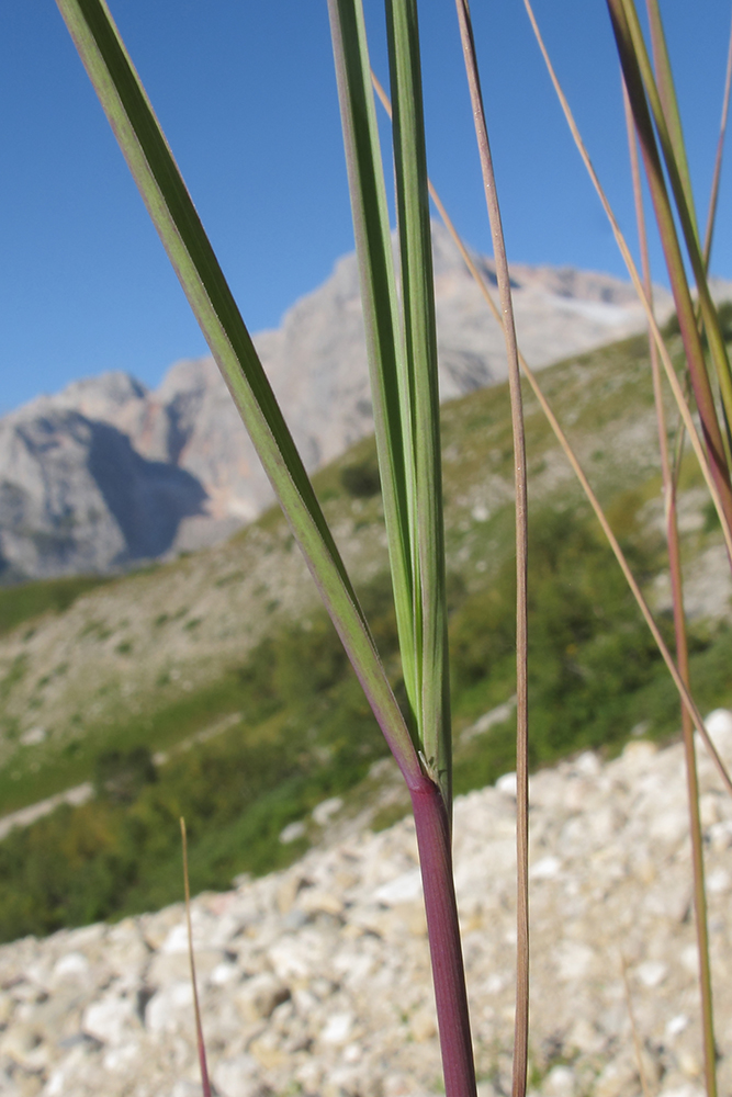 Image of genus Calamagrostis specimen.