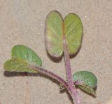 Ipomoea imperati