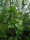 Betula × alpestris