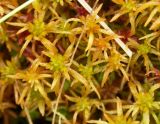 Sphagnum teres