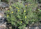 Potentilla impolita