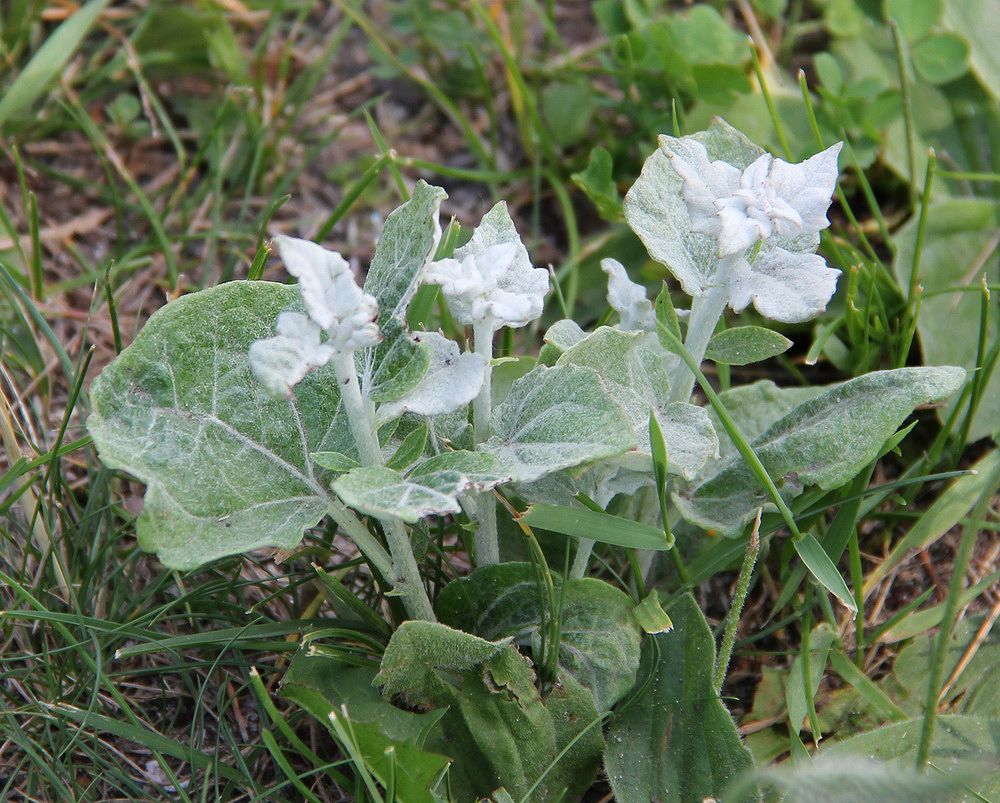 Image of Populus alba specimen.