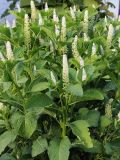 Phytolacca acinosa. Цветущие растения. Республика Татарстан, г. Казань, Успенский Зилантов монастырь, цветник. 18.06.2015.