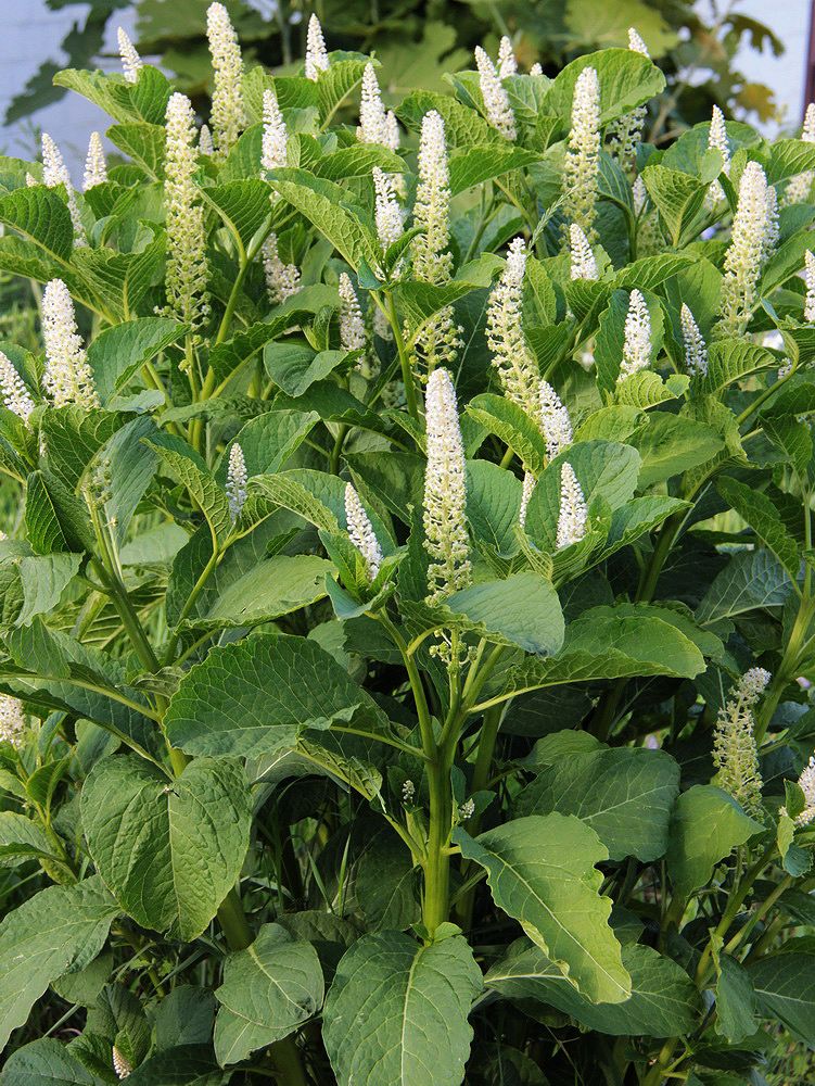 Изображение особи Phytolacca acinosa.