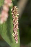 Persicaria lapathifolia. Соцветие с сидящей мухой. Саратов, Октябрьское ущелье, у пруда. 06.09.2014.