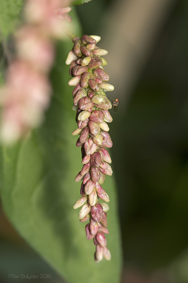 Изображение особи Persicaria lapathifolia.