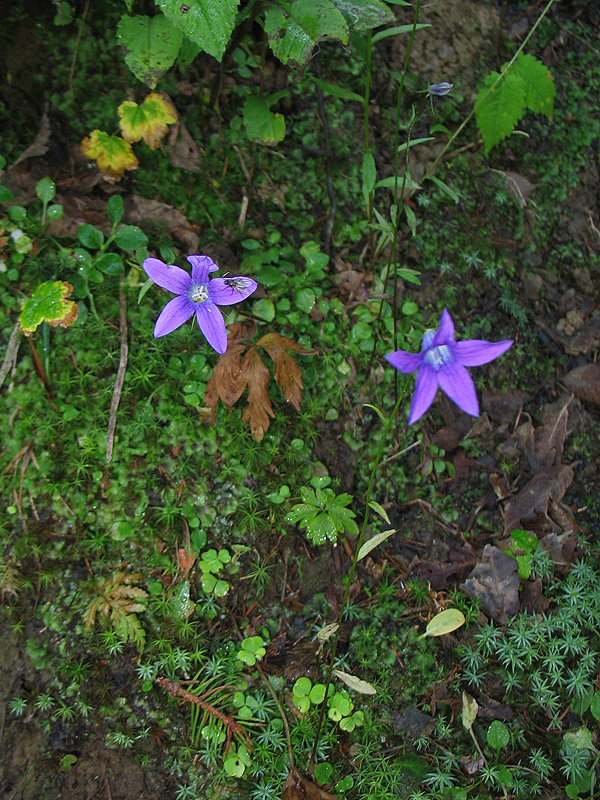 Изображение особи Campanula abietina.