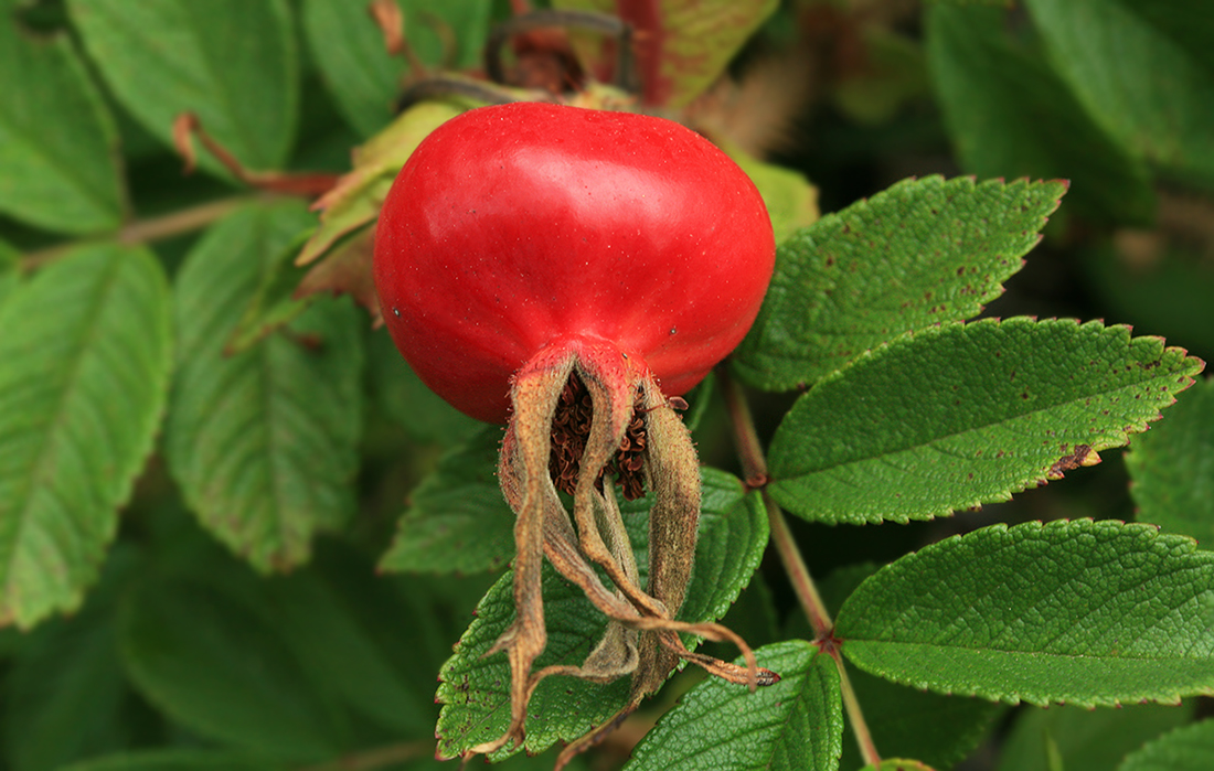 Image of Rosa rugosa specimen.