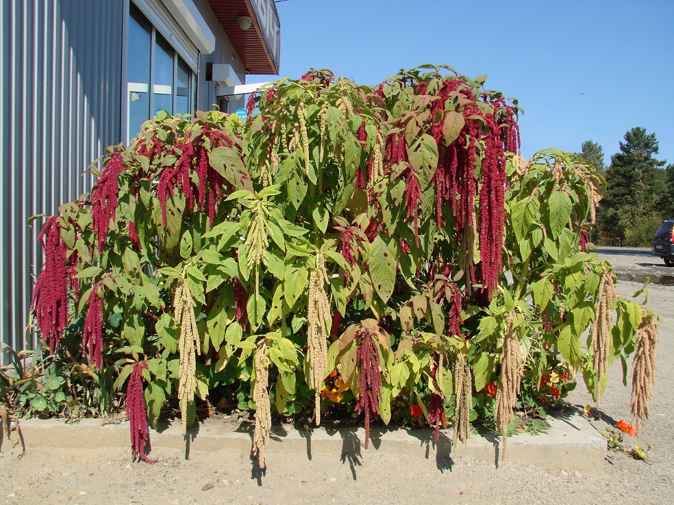 Image of Amaranthus caudatus specimen.