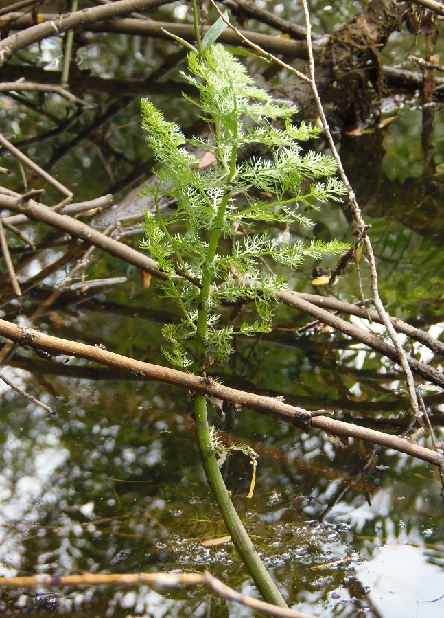 Image of Oenanthe aquatica specimen.