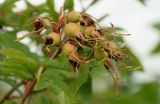 Rosa amblyotis