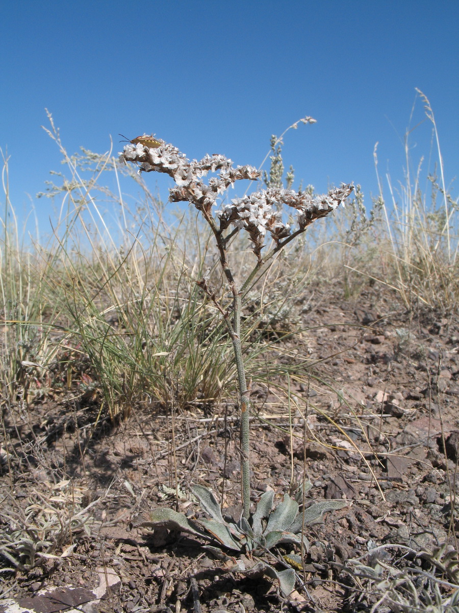 Image of Goniolimon callicomum specimen.