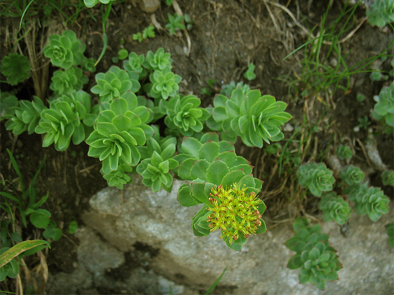 Изображение особи Rhodiola rosea.