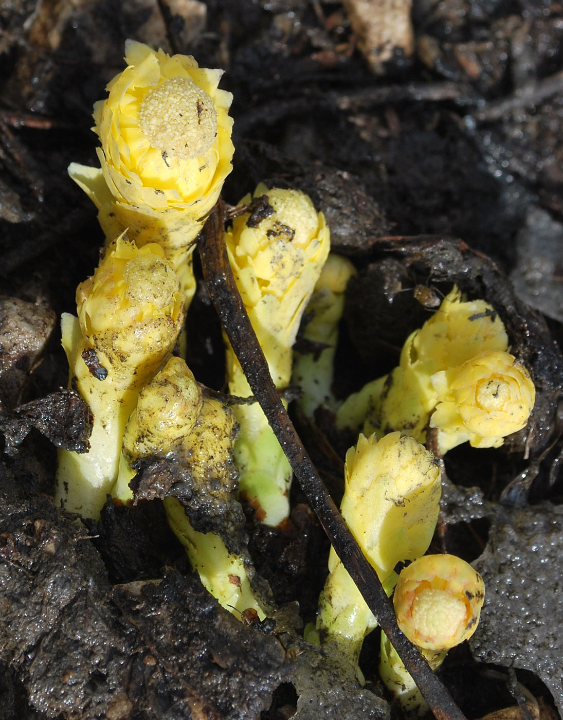 Image of Rhodiola heterodonta specimen.