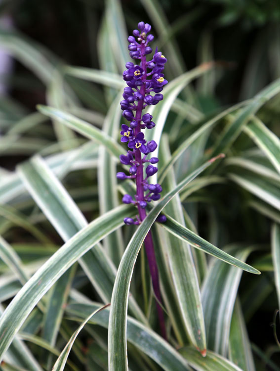 Image of Liriope muscari specimen.