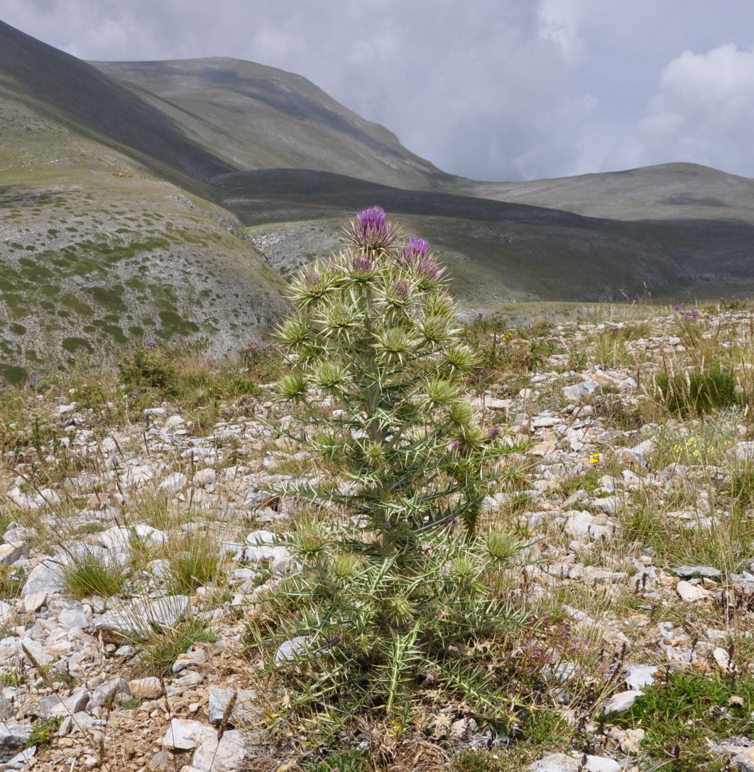 Image of Lamyra afra specimen.