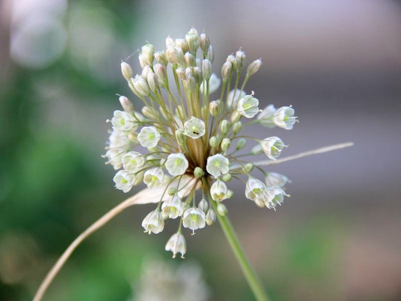 Изображение особи Allium clausum.