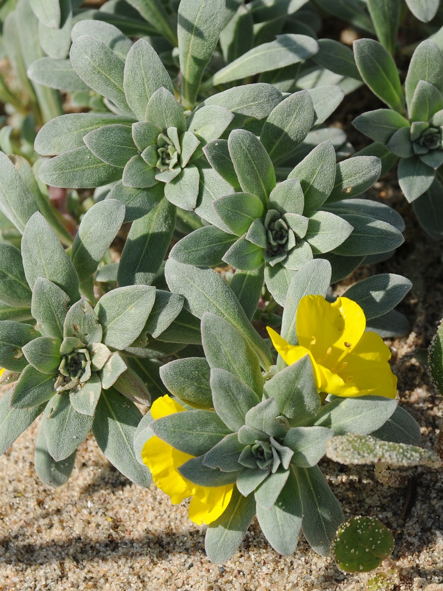 Image of Camissoniopsis cheiranthifolia specimen.